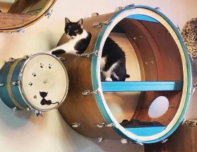 Mewsic Kitty Café Opens in Nashville